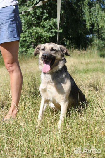 Небольшая дружелюбная собака в дар из приюта