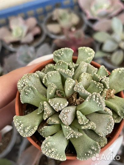 Суккуленты