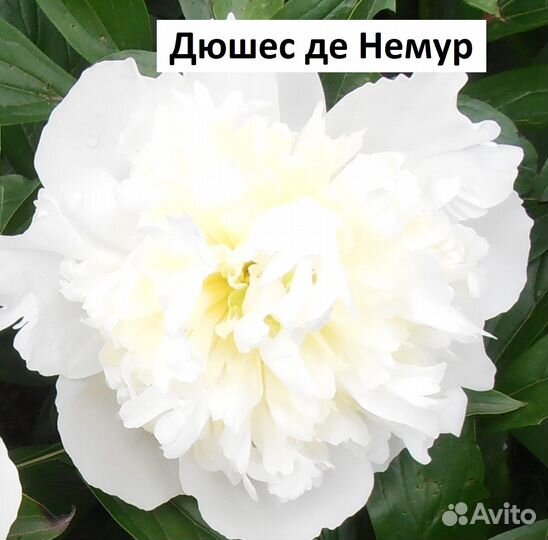 Пионы сортовые