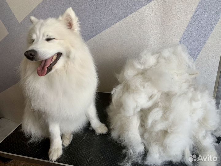 Груминг, стрижка кошек и собак