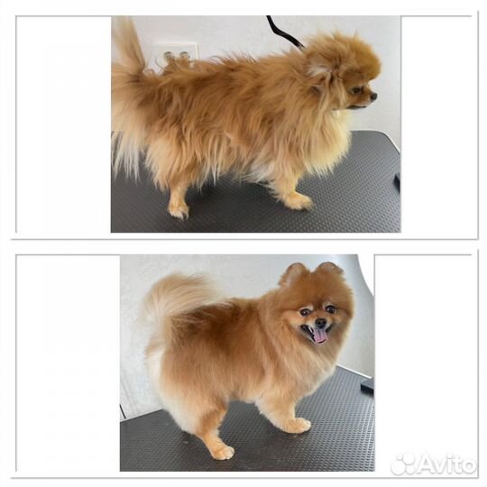 Стрижка собак, вычес собак и кошек, груминг