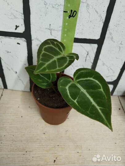 Антуриум сильвер блаш