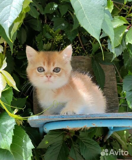Котята золотая шиншилла