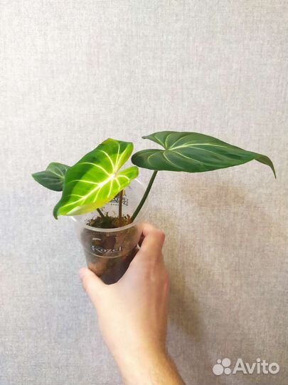 Philodendron gloriosum 'dark form'