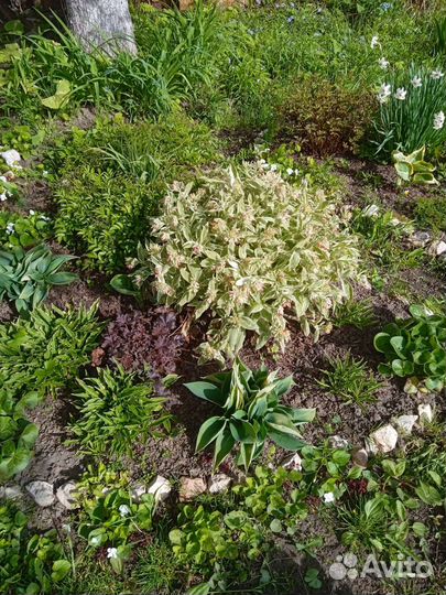 Медуницы и бруннера