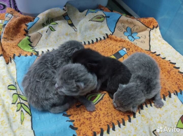 Котята в добрые руки бесплатно