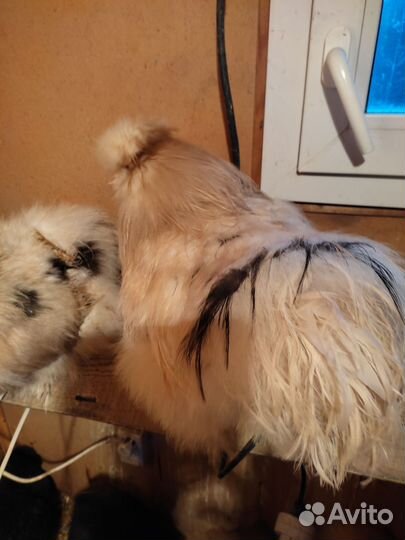 Куры китайская шелковая