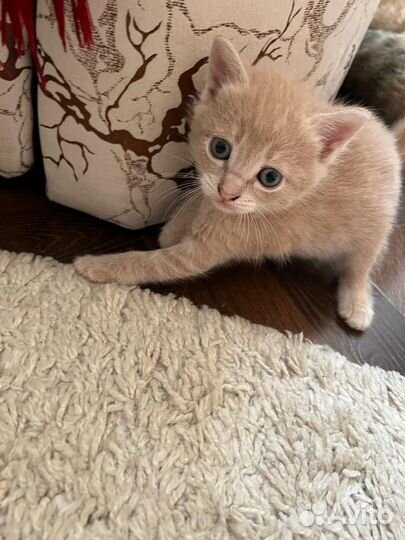 Котята в добрые руки даром