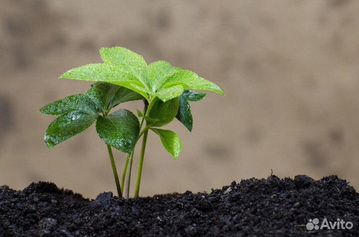 Плодородный грунт сеяный. Плодородная земля