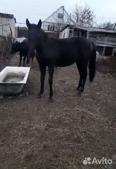 Лошадь кобылка