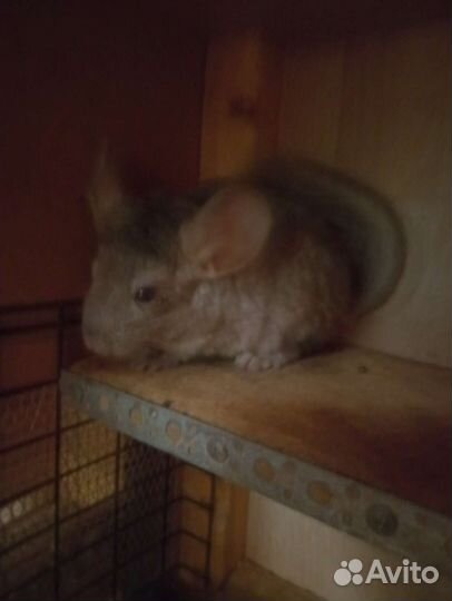 Бежевая шиншилла(бронь до 29.09)