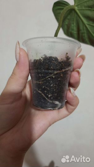 Филодендрон Веррукозум