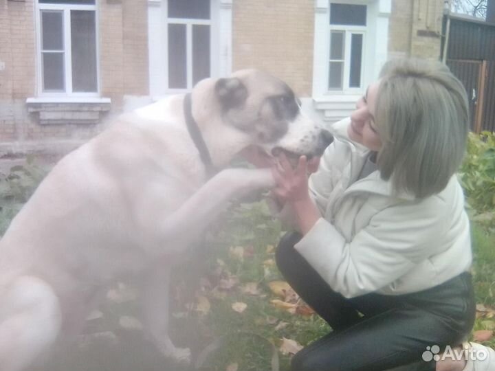 Дрессировка собак. Кинолог