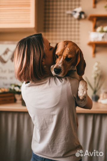 Кинолог Онлайн Дрессировка и воспитание собак