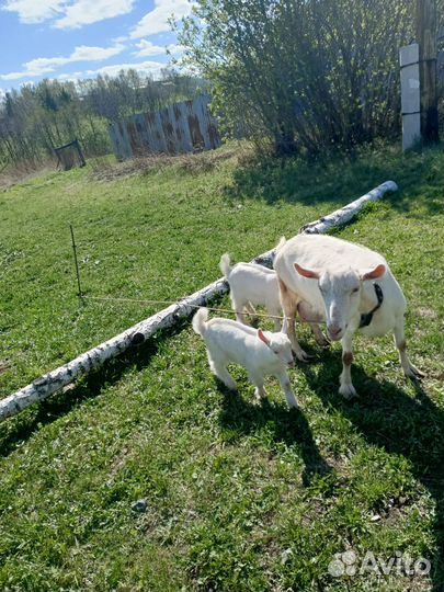 Продам козу