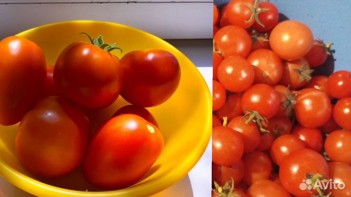 Помидоры свежие домашние