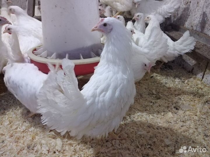 Куры Несушки Молодки с доставкой на дом