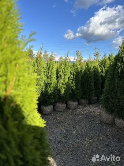 Туя Cмарагд 180-200