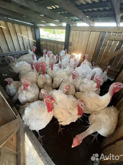 Индюки на мясо/ мясо индейки