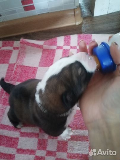 Собака в добрые руки щенок алабай