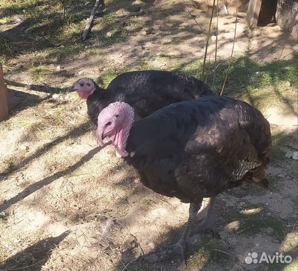 Индюки, индюшки