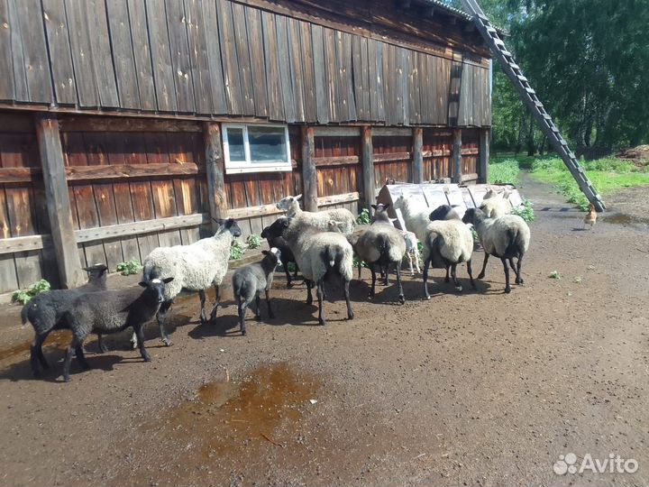 Продам овец