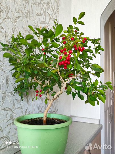 Муррайя метельчатая - Аромат духов в вашем доме