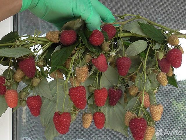 Малина Амира, ремонтантная