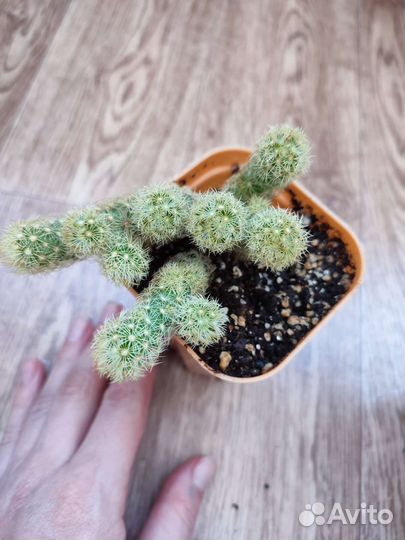 Кактусы и суккуленты