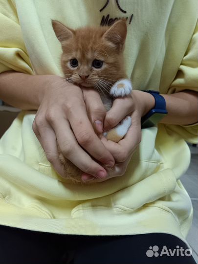 Кошечка в дар