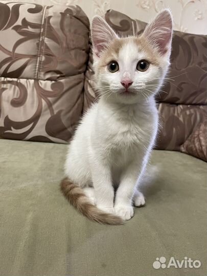 Котенок в дар