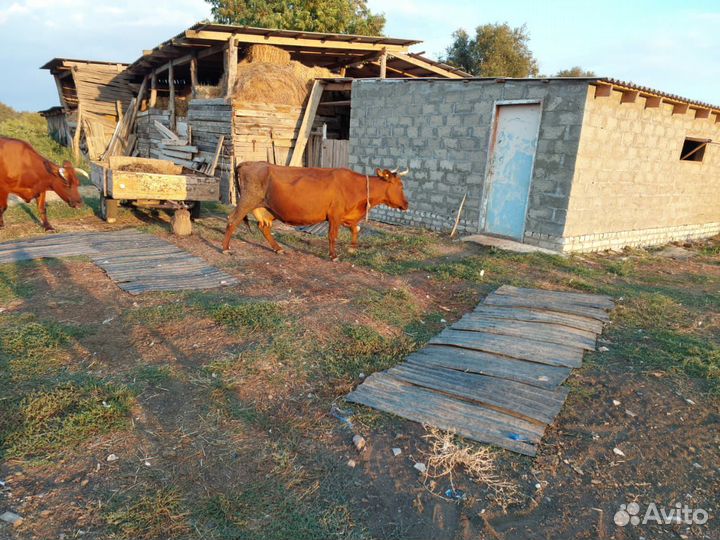 Продаю коровы дойные 5 голов