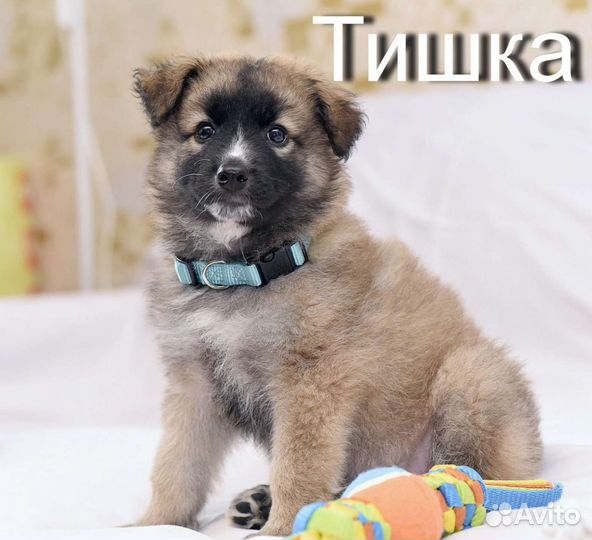 Щенки в добрые руки бесплатно