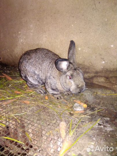 Кролики великаны