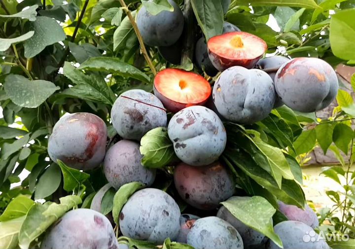 Саженцы новинки гибриды и шарафуга зимостойкие -30