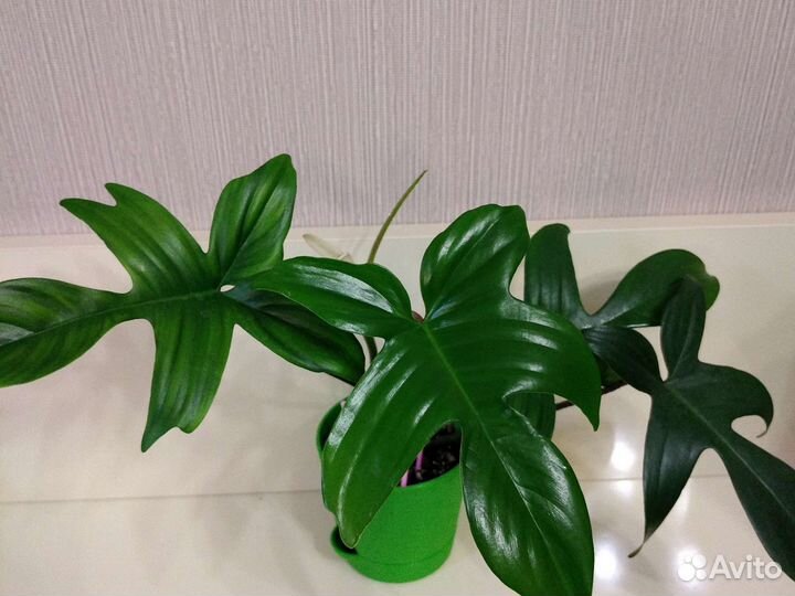 Филодендроны