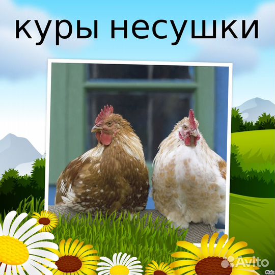 Куры фермерские 9 мес