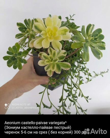 Суккуленты 2