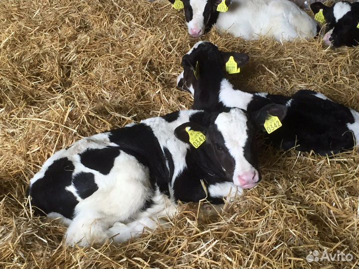 Отборные бычки телочки