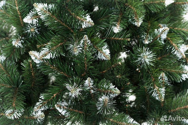 Ель Рождественская с белыми кончиками