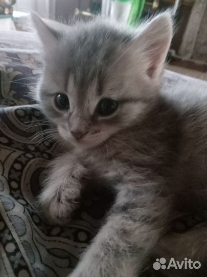 Котик в добрые руки