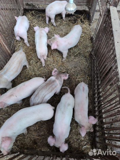 Поросенок помесь ладрас + сибирская + дюрок