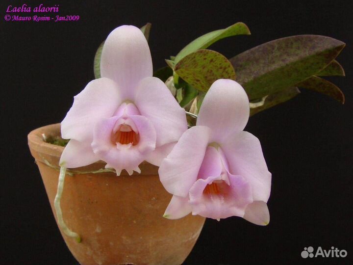 Орхидея. Лаелия.Laelia alaorii