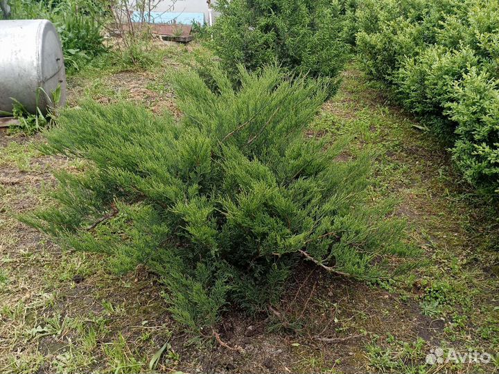 Можжевельник