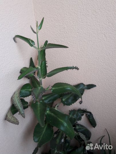 Алое 3-хлетний