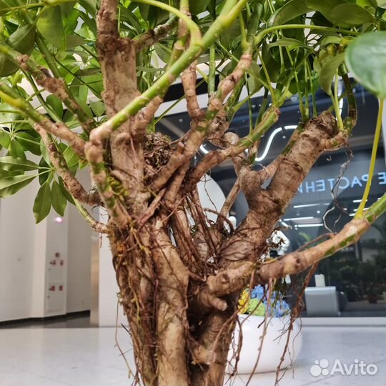 Шефлера Компакта Twisted