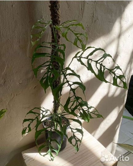 Монстера Obliqua Peru