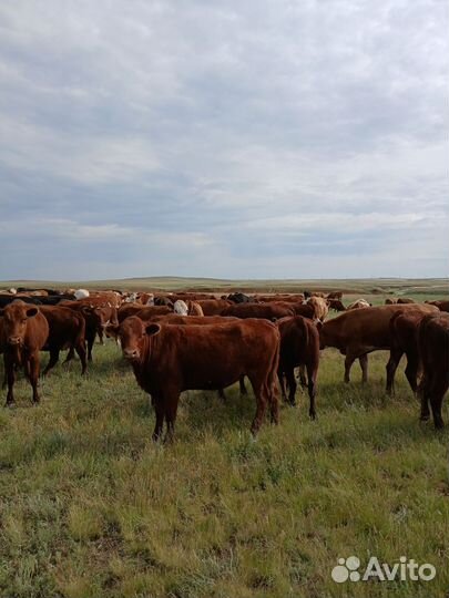 Телки мясных пород 100 гол возраст 1,5 -2 года