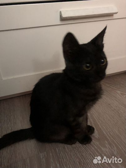 Кошечка в добрые руки