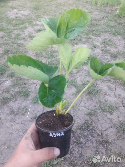 Рассада клубники зкс стаканчики